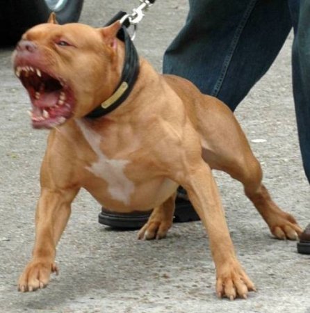 Владельцы бойцовских пород собак обязаны нести криминальную ответственность за своих питомцев - петиция
