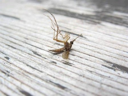 Тайские ученые занялись стерилизацией комаров