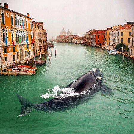 В один из каналов Венеции заплыл кит. ФОТО
