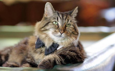 В Орегоне живет самый старый кот в мире. ФОТО