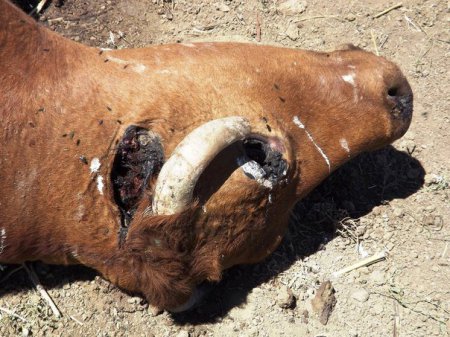 В Житомирской области мясоперерабатывающий завод выбрасывает трупы животных просто на улицу