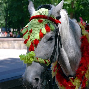 В Мариуполе накануне торжественной церемонии скончался свадебный конь. ВИДЕО