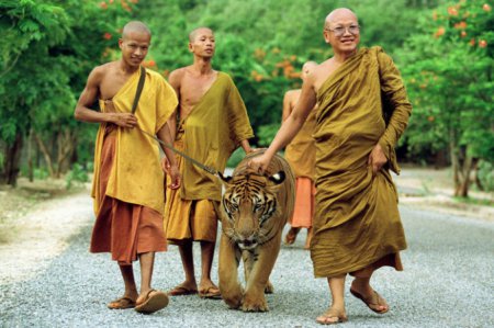 Буддийский монастырь в Таиланде обвинили в незаконной торговле тиграми