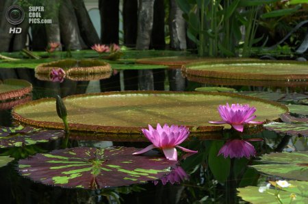 "Амазонская Виктория" - самое большое цветковое растение на Земле. ФОТО