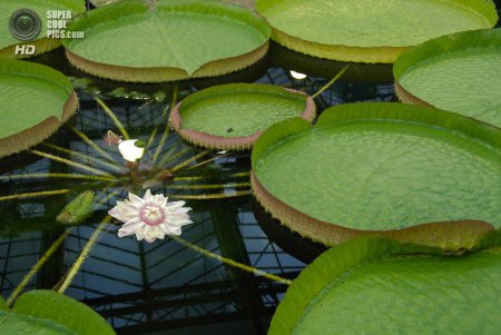 "Амазонская Виктория" - самое большое цветковое растение на Земле. ФОТО