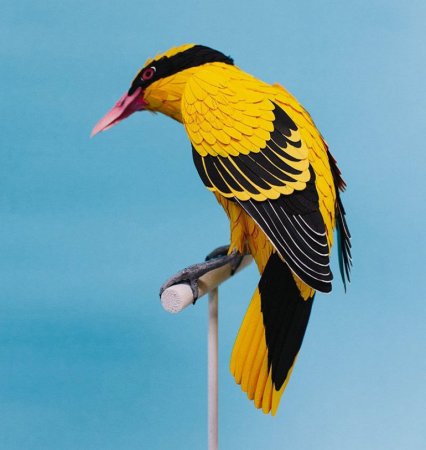 Художница Диана Эррера создает реалистичных птиц из обычной бумаги. ФОТО