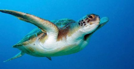 Ученые показали горло морской черепахи. ВИДЕО