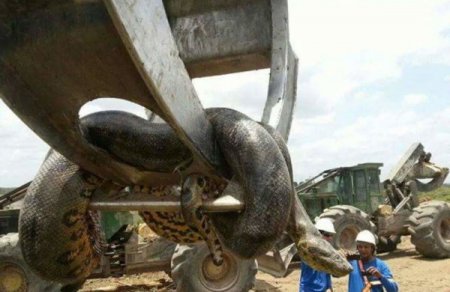 В Бразилии обнаружили гигантскую анаконду. ВИДЕО
