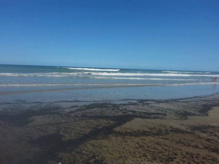 Пляжи Аргентины атаковали насекомые. ФОТО