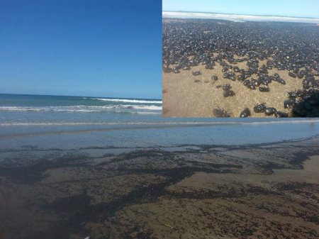 Пляжи Аргентины атаковали насекомые. ФОТО