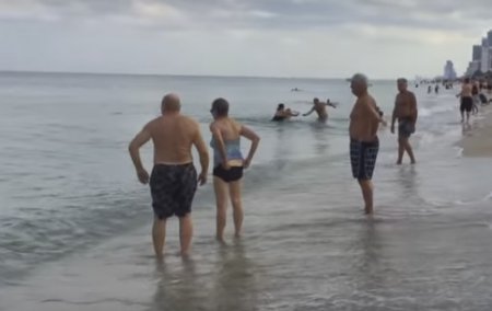 Подплывшая к берегу акула наделала шуму на пляже Флориды. ВИДЕО