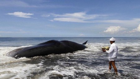На берег острова Бали прибило мертвого кита. Туристы были в восторге!