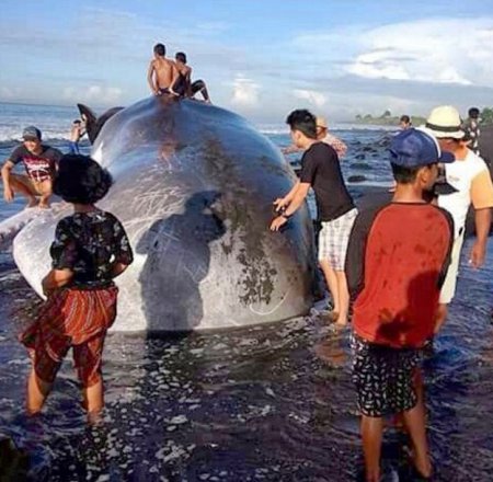 На берег острова Бали прибило мертвого кита. Туристы были в восторге!