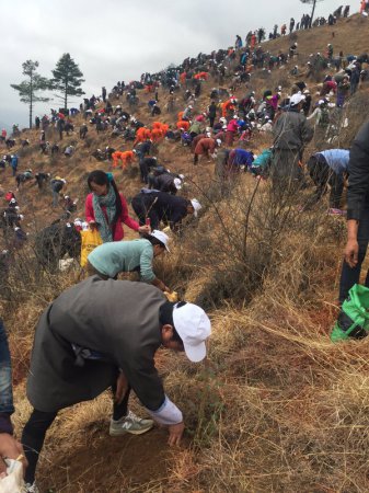 Подданные королевства Бутана высадили 108 тысяч деревьев в честь рождения принца. ФОТО
