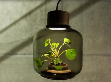 Дизайнеры придумали, как выращивать растения без света и воды