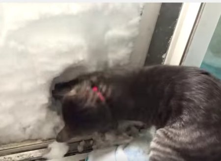 Кот-герой выкопал тоннель в снегу