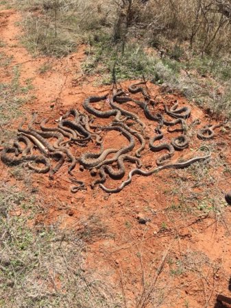 Американцы под охотничьим домиком обнаружили 26 гремучих змей. ФОТО