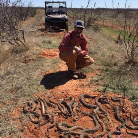 Американцы под охотничьим домиком обнаружили 26 гремучих змей. ФОТО