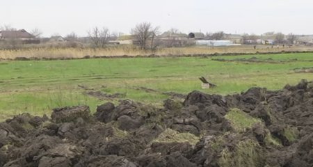 Земельный скандал в Запорожской области: сельсовет выделил землю семье погибшего воина АТО на территории пастбища