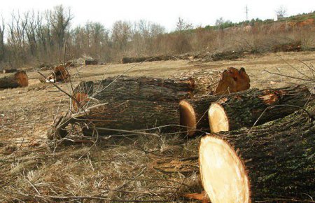 Власть Киева уничтожает Быковнянский лес под прикрытием выдачи земли воинам АТО