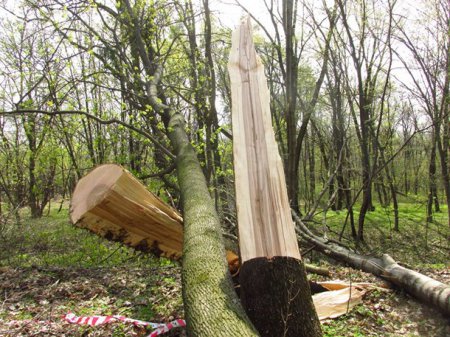 В Голосеевском парке Киева за одну ночь повреждены более сотни деревьев. ФОТО