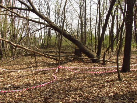 В Голосеевском парке Киева за одну ночь повреждены более сотни деревьев. ФОТО