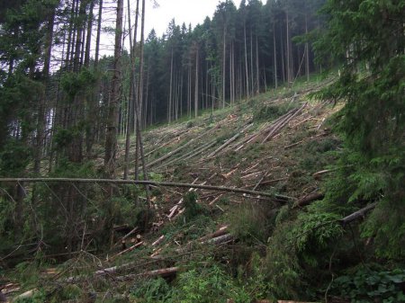 Вырубка лесов в Карпатах приобретает настоящие общенациональные масштабы