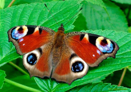 Рейтинг самых красивых бабочек в мире. ФОТО. ВИДЕО