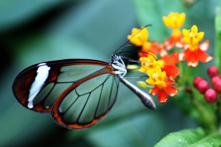 Рейтинг самых красивых бабочек в мире. ФОТО. ВИДЕО