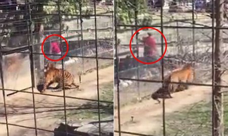 В зоопарке Торонто женщина залезла прямо в клетку тигра за своей упавшей шляпой. ВИДЕО