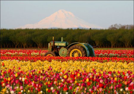Тюльпановая ферма в Голландии. ВИДЕО