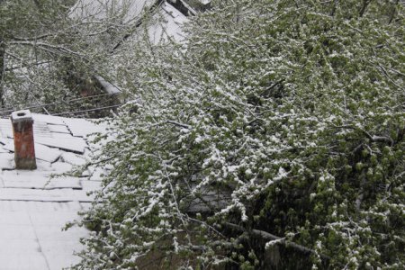 Фотофакт: Львовщину засыпало снегом