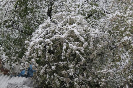 Фотофакт: Львовщину засыпало снегом
