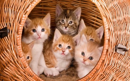В Китае у мёртвой кошки родилось шесть здоровых котят