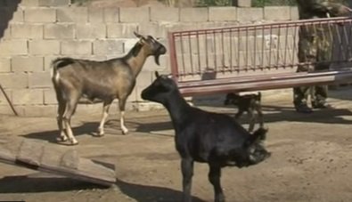 В Китае двуногий козленок научился ходить. ВИДЕО
