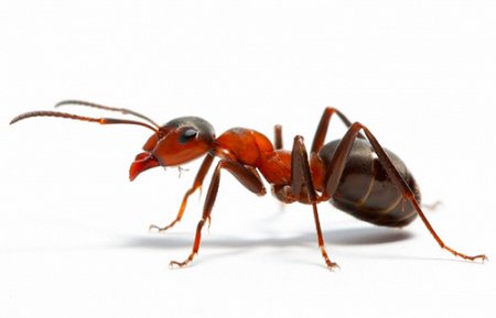 Простой совет: Как избавиться от муравьёв в квартире