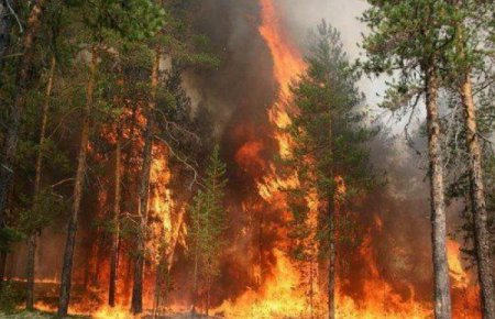 Лесной пожар в Канаде: эвакуирован крупный город. ВИДЕО