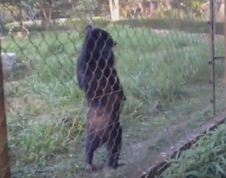 Интернет взорвал медведь, который ходит, как человек. ВИДЕО