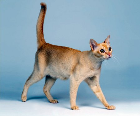 ТОП 10: Самые маленькие породы кошек. ФОТО. ВИДЕО
