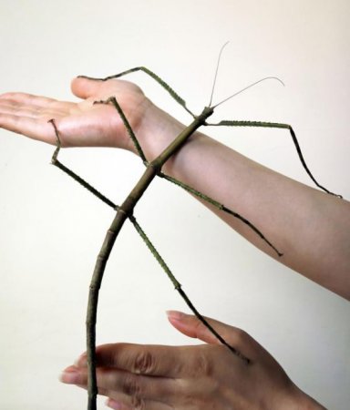 В Китае обнаружили самое длинное в мире насекомое. ФОТО