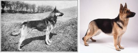 Как за 100 лет изменился вид известных нам пород собак. ФОТО