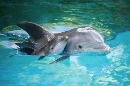 На Львовщине нашли покалеченных дельфинов. ВИДЕО