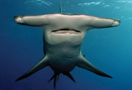 Самые необычные виды акул. ФОТО