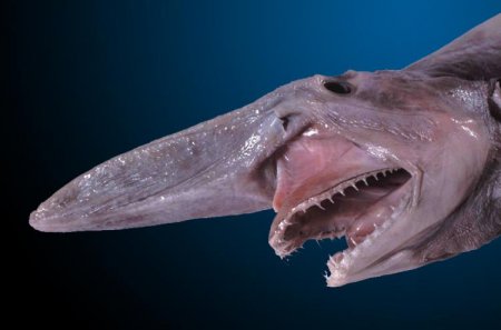Самые необычные виды акул. ФОТО