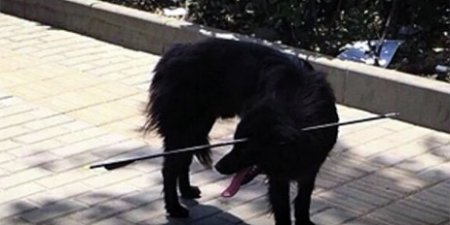 В Китае "чудо" спасло собаку с 70-сантиметровой стрелой в голове. ВИДЕО