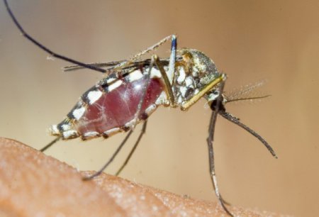 Ученые: гены отвечают за "любовь" комаров к людям
