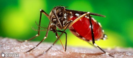 Ученые: гены отвечают за "любовь" комаров к людям