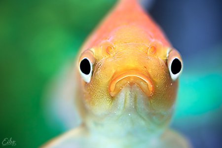 Ученые: Рыбы умеют распознавать человеческие лица