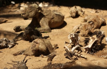 Страшное зрелище - кладбище животных в заброшенном зоопарке. ФОТО