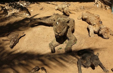 Страшное зрелище - кладбище животных в заброшенном зоопарке. ФОТО